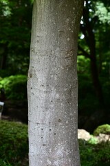 Japanese ternstroemia tree. Pentaphylacaceae evergreen tree. A symbolic tree known as the 