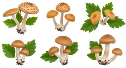 A vibrant display of assorted mushrooms nestled among lush green leaves, showcasing their unique shapes and colors