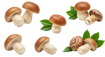A collection of fresh mushrooms with varying shapes and sizes, surrounded by green leaves, ideal for culinary use (1)
