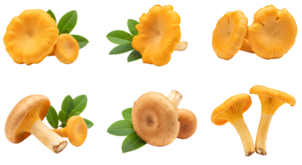 A vibrant display of fresh, golden chanterelle mushrooms arranged artistically with green leaves, set against a clean background