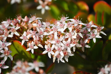 Flowers of a Jade tree