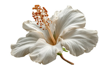 PNG Detailed white hibiscus flower with prominent stamen on black background