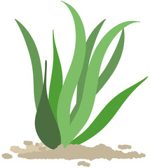 해조류 바다식물 물풀 해초