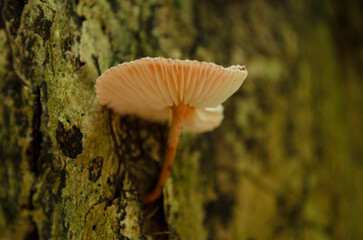 mushrooms on a tree