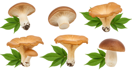 Various mushrooms displayed with green leaves, showcasing their unique shapes and colors, ideal for culinary or nature themes