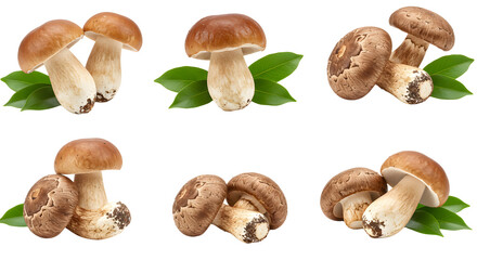 A collection of fresh mushrooms arranged on green leaves, showcasing their natural colors and textures against a white background
