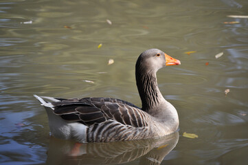 Goose with beautiful plumage swimming in the lake