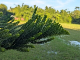 Close up of a lush green pine branch against a blurred natural background