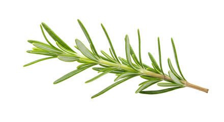 Fototapeta premium Fresh rosemary sprig isolated on a white background, showcasing its vibrant green leaves, ideal for culinary use