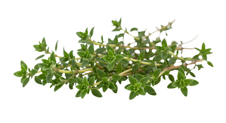 Fresh thyme sprigs arranged beautifully, showcasing vibrant green leaves against a clean background, ideal for culinary use