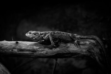 Una Giornata allo Zoo_3