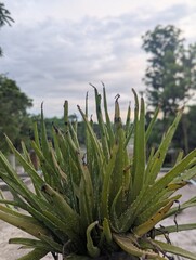 Obraz premium Close up of a healthy aloe vera plant with a cloudy sky background