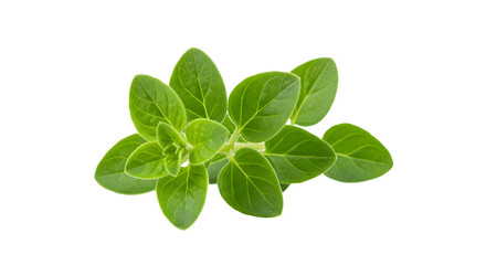 Fresh green oregano leaves arranged beautifully against a clean background, ideal for culinary and herbal uses