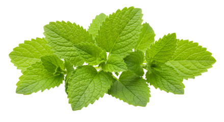 Fresh mint leaves arranged artistically, showcasing vibrant green color and texture, ideal for culinary and herbal uses