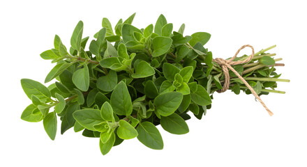 Fototapeta premium Freshly harvested oregano bundle tied with twine, showcasing vibrant green leaves against a clean background, ideal for culinary use