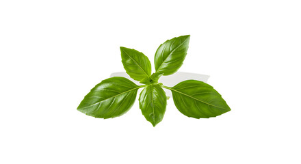 Obraz premium Fresh green basil leaves arranged elegantly on a clean background, showcasing their vibrant color and texture