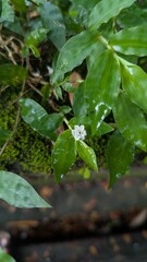 Delicate white flower blooms amidst lush green wet leaves and moss