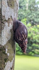 Giant snail clinging to textured tree bark with lush green background