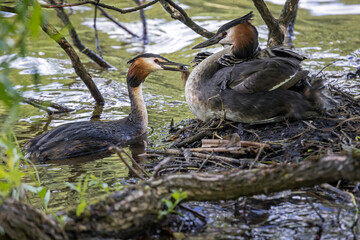 Grebe family (parents feed chicks with caught fish)