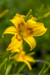 Taglilien (Hemerocallis)