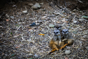 Tre Amici allo Zoo