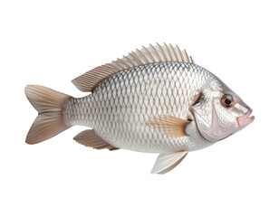 Naklejka premium Tilapia fish (Oreochromis niloticus) floating in the air, PNG