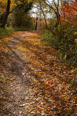 しい紅葉の森	