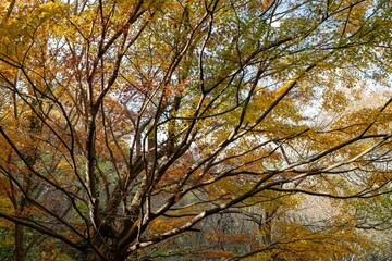しい紅葉の森	