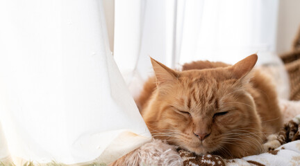 窓辺で眠る可愛い猫　茶トラ猫	
