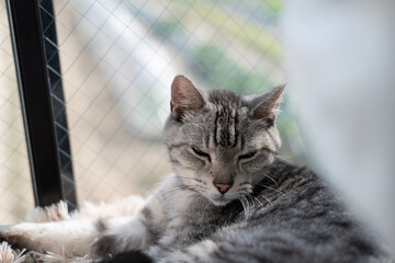 窓辺で眠る可愛い猫　サバトラ猫	