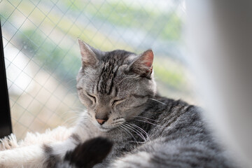 窓辺で眠る可愛い猫　サバトラ猫	
