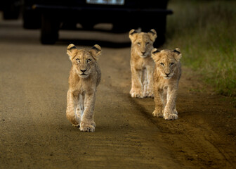 lion cub and lioness