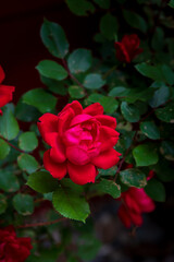 Shadows and sunlight highlight a rose bloom.