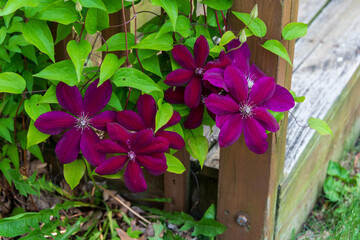 Clematis vine and flowers.