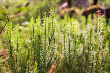 A detailed macro shot of vibrant green clubmoss, Lycopodium, a non-flowering ancient plant, growing...