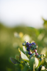 Beautiful fresh blueberry bushes fresh juicy blueberries ripening in the rays of the setting sun macro photography.