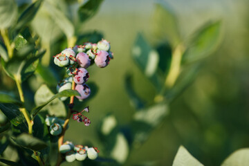 Beautiful fresh blueberry bushes fresh juicy blueberries ripening in the rays of the setting sun macro photography.