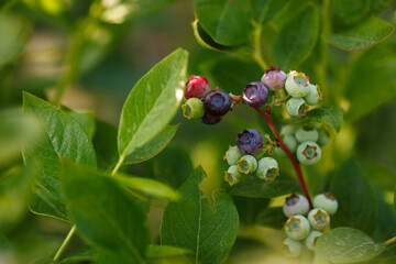 Beautiful fresh blueberry bushes fresh juicy blueberries ripening in the rays of the setting sun macro photography.