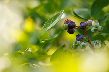 Beautiful fresh blueberry bushes fresh juicy blueberries ripening in the rays of the setting sun macro photography.