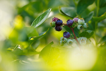 Beautiful fresh blueberry bushes fresh juicy blueberries ripening in the rays of the setting sun macro photography.