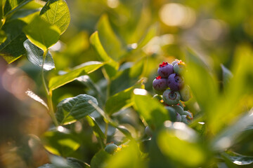Beautiful fresh blueberry bushes fresh juicy blueberries ripening in the rays of the setting sun macro photography.