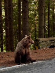 brown bear in the woods