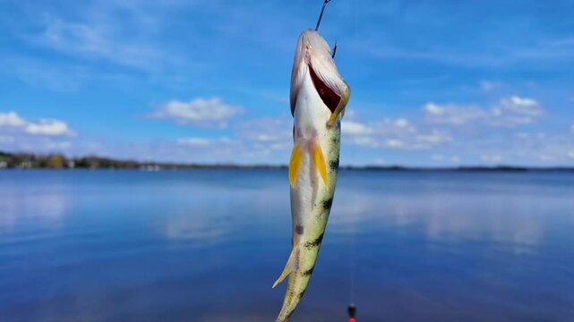 Yellow perch game fish close up view. Fish trophy catch at summer sports for fun. Perch fished from the lake shore. Family leisure water sports fishing.
