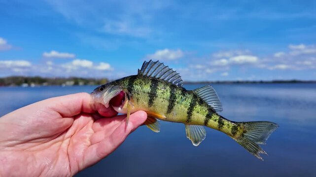 Yellow perch game fish close up view. Fish trophy catch at summer sports for fun. Perch fished from the lake shore. Family leisure water sports fishing.