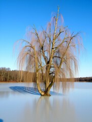 Willow grove - Salix caprea in the middle of a frozen pond. The blue sky is in the background.