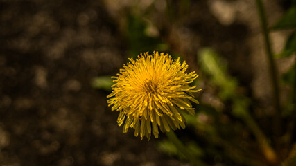 yellow dandelion flower