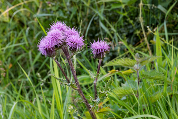 Purple Thistle Wildflowers in a Scottish Summer Meadow