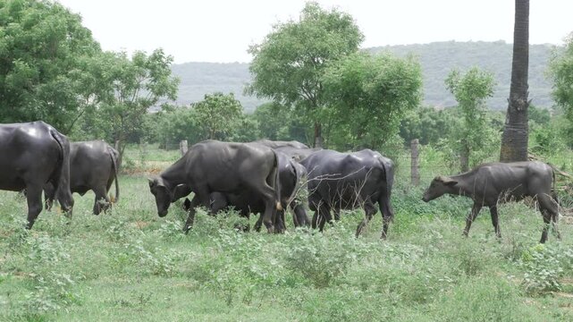 Ethereal Herd - Black Cows in a Blossom-Flecked Pasture