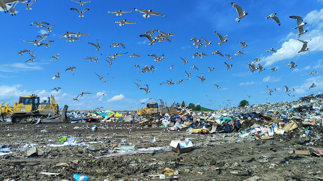Wide view of a massive landfill filled with garbage, active bulldozers, and hundreds of seagulls, highlighting significant waste accumulation