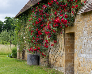 old walled house with climbing rose.